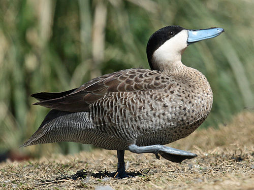 Puna teal